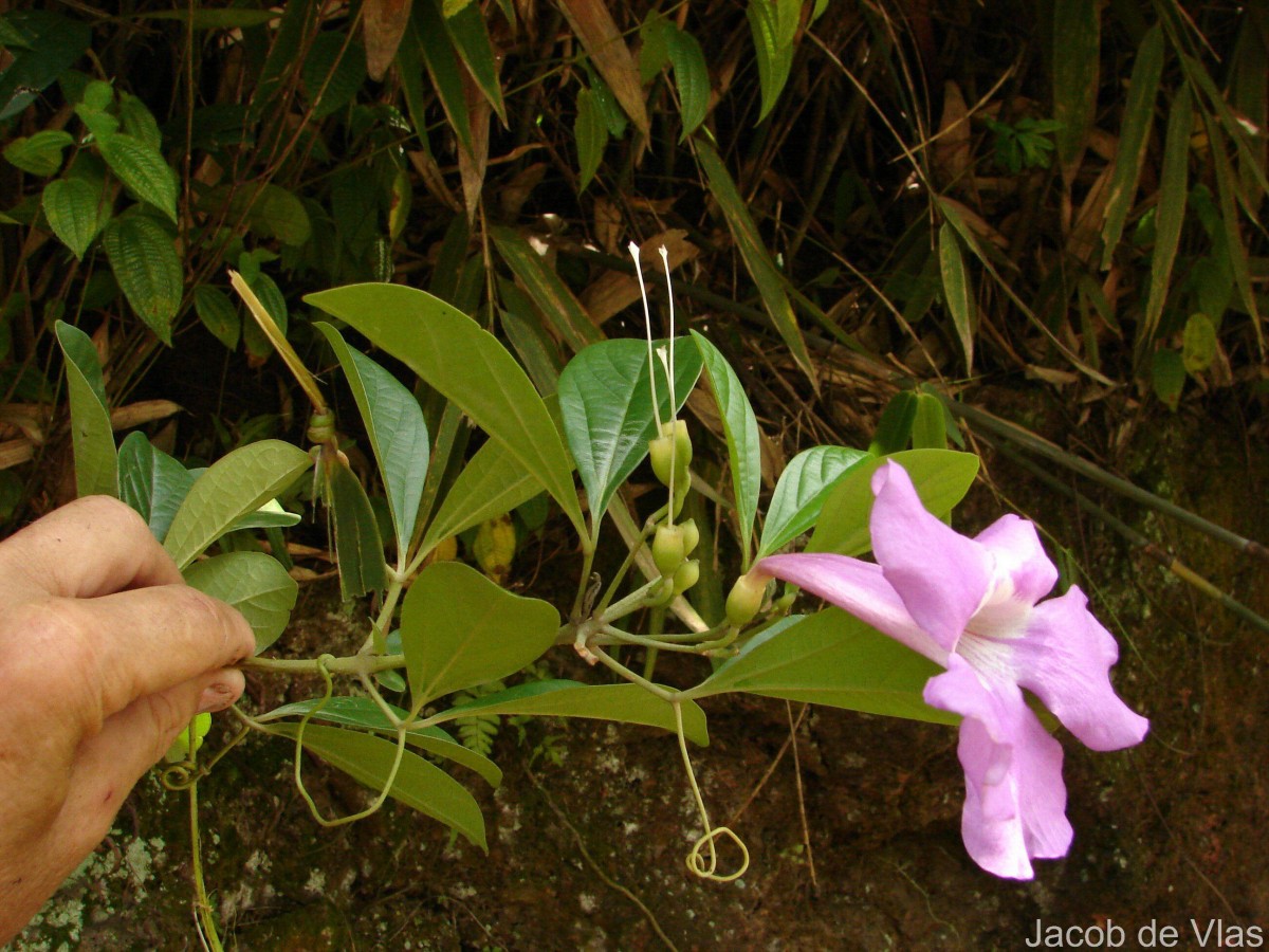 Bignonia magnifica W.Bull